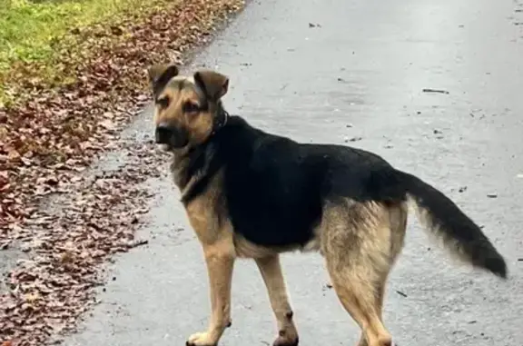 Найдена собака, Московская область, фото: Собака найдена в Шубино, МО