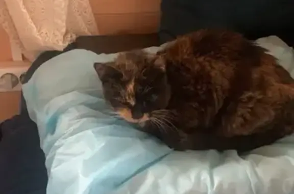 Найдена кошка, Якшино, фото: Кошка найдена в Якшино, 46Н-07502