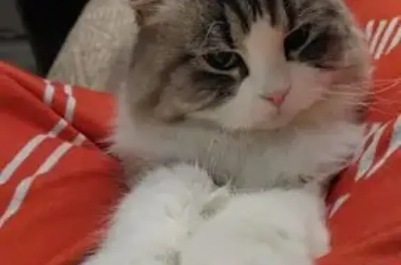 Пропала кошка, Новгородская ул. 20, Воронеж