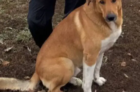 Пропала собака на Новой улице, Набережный