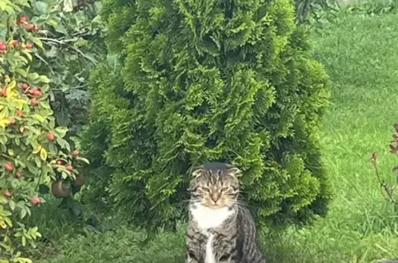 Кошки потеряшки, Голубево, фото: Кот пропал: ул. 4-я Парковая, 9, Голубево