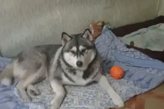 Пропала хаска, 3-я Северная, 27, Павлово