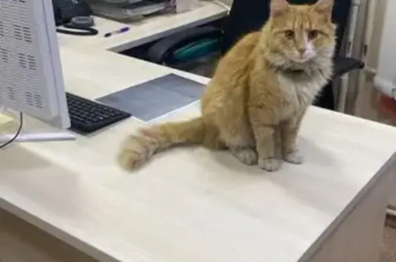 Пропал кот Инжир, Хорошёвское ш., 40А