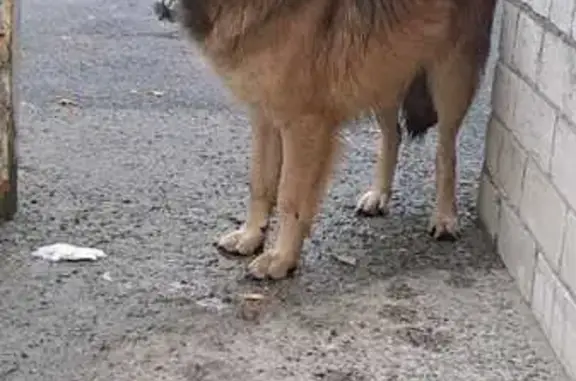 Собака найдена: ул. Ленина, 417, Ставрополь