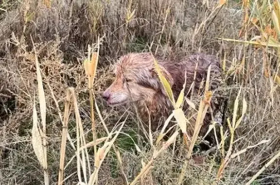 Найдена собака, ул. Тулака, Волгоград