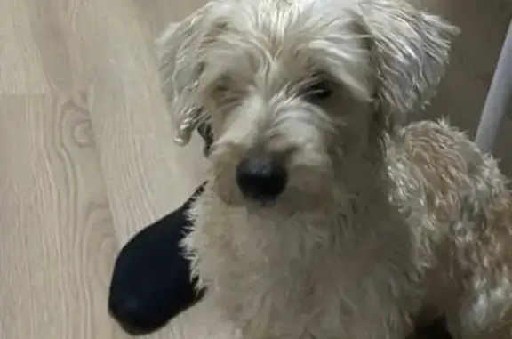 Найдена собака, Рязановское шоссе, 34