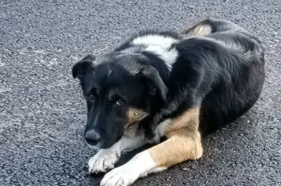 Собака найдена в Жеремино, Тульская обл.