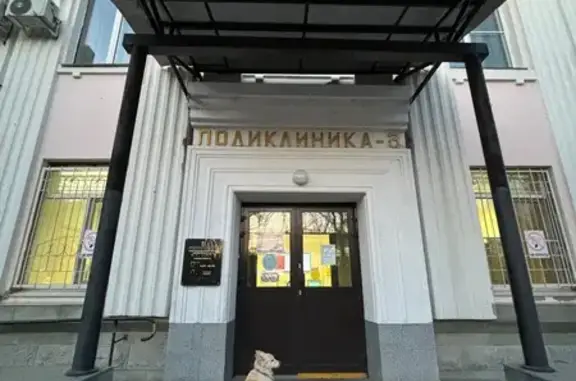 Найдена собака, Хабаровск, фото: Найдена собака, ул. Дикопольцева 34, Хабаровск