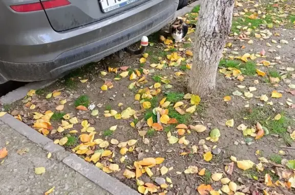 Найдена кошка, Новороссийск, фото: Кошка найдена, ул. Хворостянского, 1
