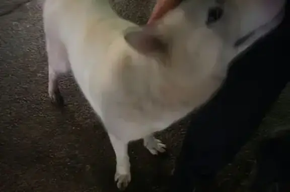 Пропала хаски, Коммунистическая 27А