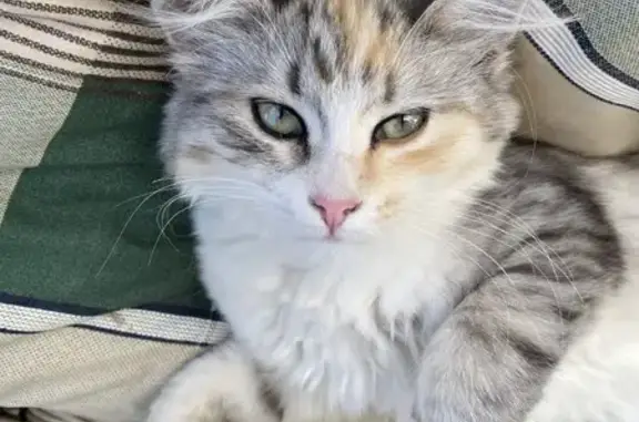 Кошки потеряшки, Конаково, фото: Потеряшка кошка, 3-я Парковая ул., Конаково