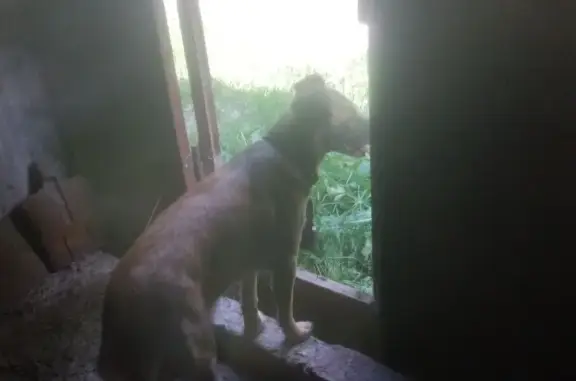 Собаки потеряшки, , фото: Потеряшка собака, ул. 9 Января, Латная