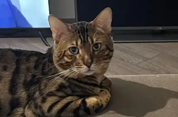 Кошки потеряшки, Ставрополь, фото: Потеряшка кошка, ул. Ленина 88, Ставрополь