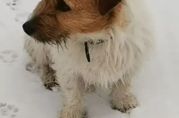 Пропала собака, ул. Курчатова, Курск