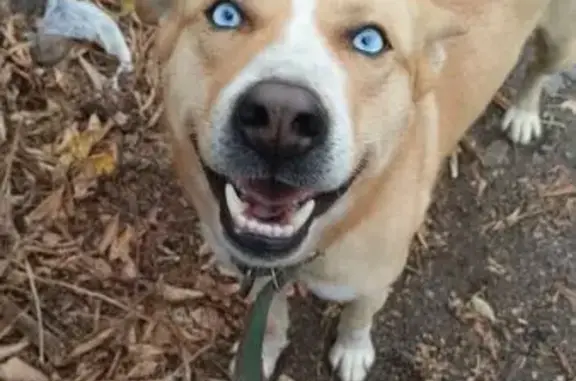 Найдена собака, Киргизская 161, Волгоград