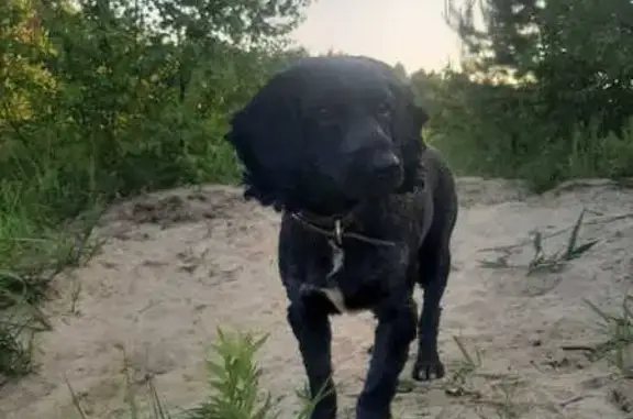 Пропала собака, ул. Маслова, Монино