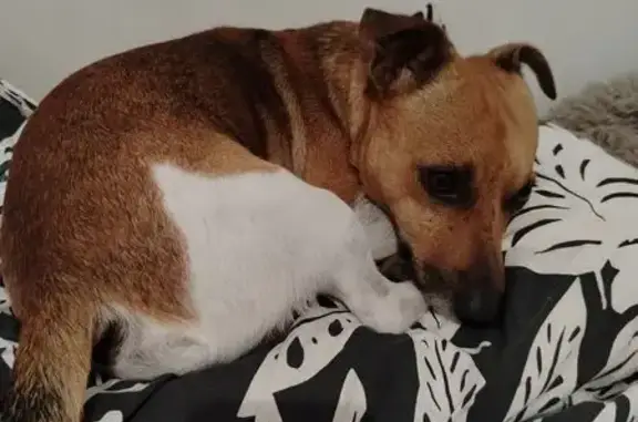 Пропала собака, Белореченск, Луговая 10