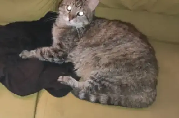 Пропала кошка, Олеко Дундича 11 к1