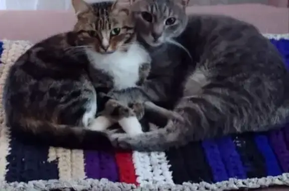 Пропал кот с укороченным хвостом, ул. Победы 37