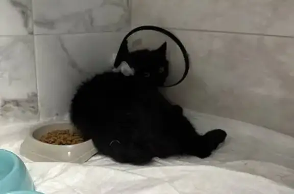 Найдена кошка, Санкт-Петербург, фото: Кошка найдена: Среднерогатская 13 к1