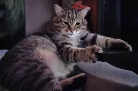 Кошки потеряшки, Берёзовский, фото: Потеряшка кошка в Берёзовском, Свердл. обл.