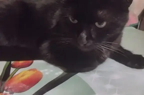 Найдена кошка, Пушкино, фото: Кошка найдена: 1-я Полевая, Пушкино