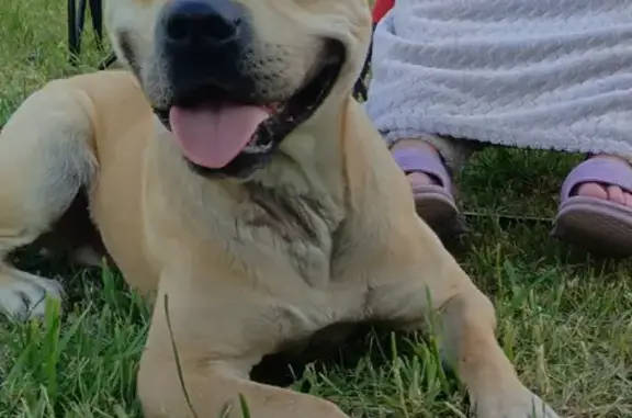 Пропала собака, Озёрная ул., Калининград