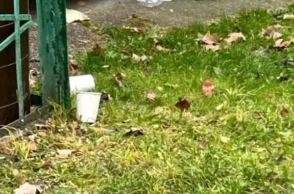 Найдена кошка, Чебоксары, фото: Кошка найдена: Московский пр., 17, Чебоксары