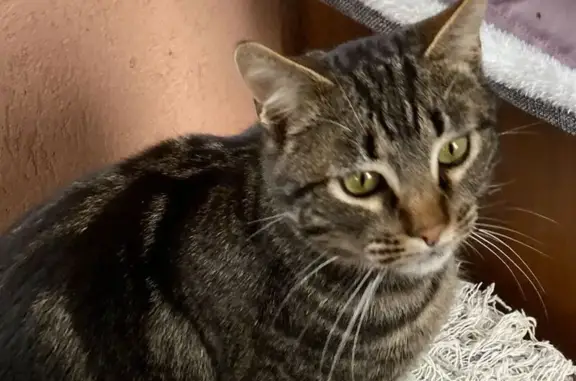 Пропала кошка, Волгоградская 53, Ильский