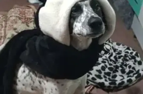 Собаки потеряшки, Улан-Удэ, фото: Потеряшка собака Том, Степная ул., Улан-Удэ