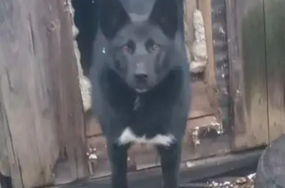 Пропала собака в Парфёново, МО