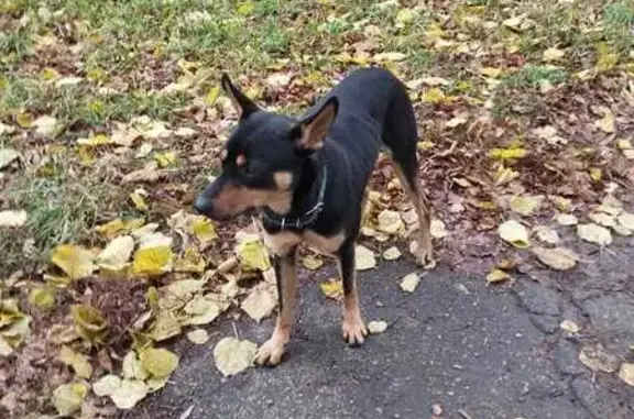 Найдена собака, Новомосковск, фото: Собака найдена: Комсомольская 42Б, Новомосковск