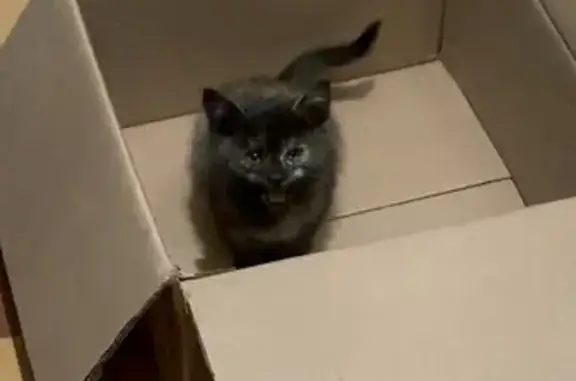 Найдена кошка, Кисловодск, фото: Трехцветный котенок найден на Аджарской