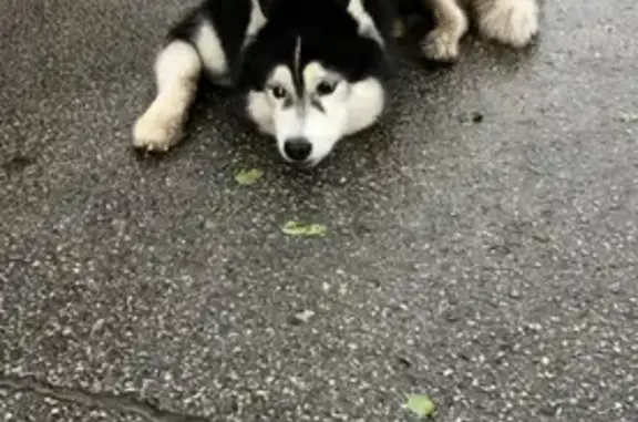 Найдена собака, Тольятти, фото: Найдена хаски, улица Мира, Тольятти