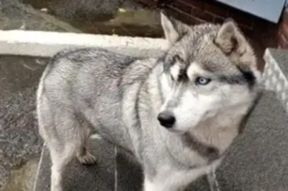 Найдена собака, Пензенская область, фото: Хаски найдена на крыльце, Пенза