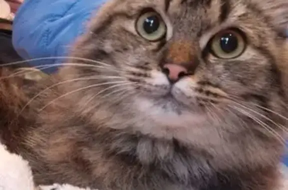 Найдена кошка, Тульская область, фото: Найден котик, Медвенка, Тульская область