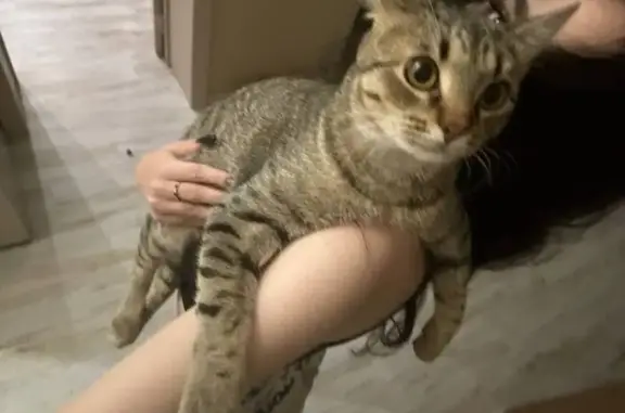 Пропала кошка на 113 км трассы, Тверь