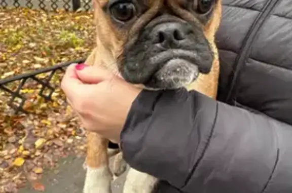 Найдена собака, Северодвинск, фото: Северодвинск, Трухинова 3: найдена собака