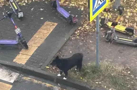 Найдена собака, Москва, фото: Собака найдена в парке 850-летия, Москва