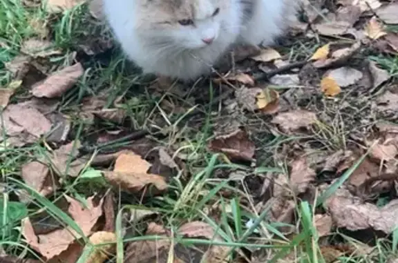 Кошка найдена на Пермякова, 42, Н. Новгород