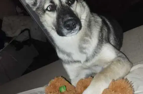 Собаки потеряшки, Новосибирская область, фото: Потеряшка собака в Бердске, Новосиб. обл.