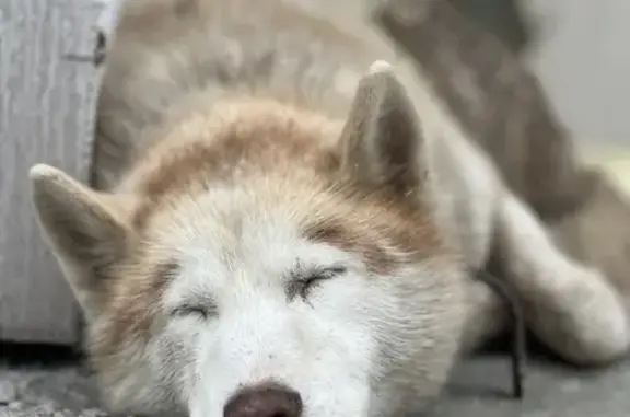 Найдена собака, Полесск, фото: Собака найдена: Театральная 38, Полесск