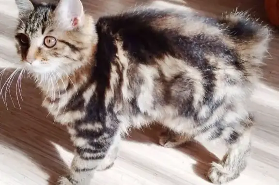 Кошки потеряшки, Минусинск, фото: Потеряшка кошка, ул. Тимирязева 1, Минусинск