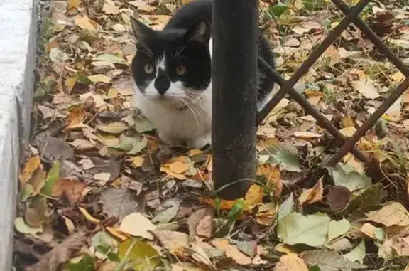 Найдена кошка, , фото: Кошка найдена на Белорусской, 14, Тольятти
