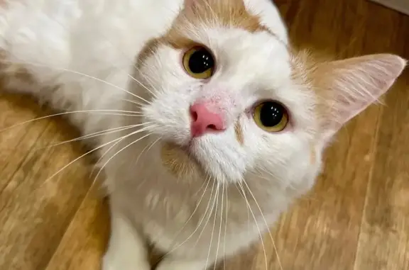 Кошки потеряшки, Йошкар-Ола, фото: Потеряшка кошка, ул. Петрова 3, Йошкар-Ола