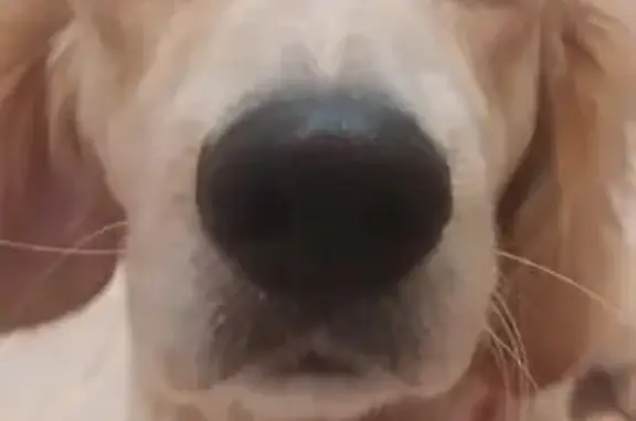 Пропала собака, Ростов, Ярославская обл.