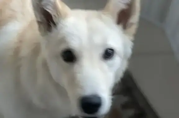 Найдена собака, ул. Баха, Астрахань