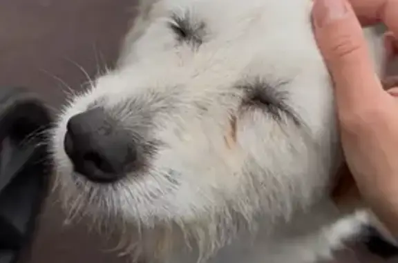 Собаки потеряшки, , фото: Потеряшка собака на ул. Катукова, Липецк