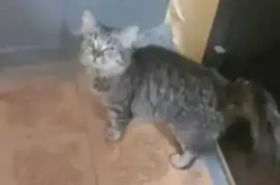 Найдена кошка, Барнаул, фото: Кошка у подъезда: Северо-Западная, 48Б