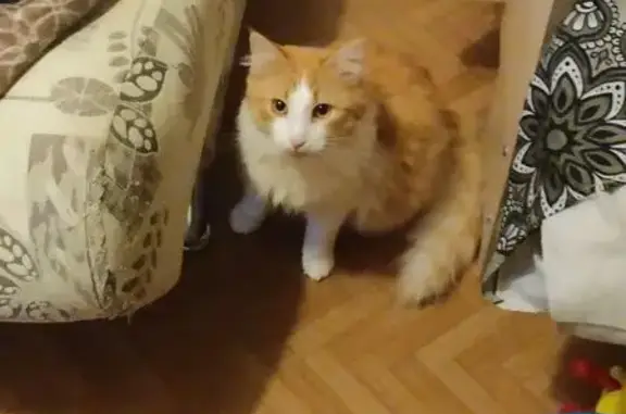 Кошки потеряшки, , фото: Потеряшка кошка, Балтийская ул., 3А